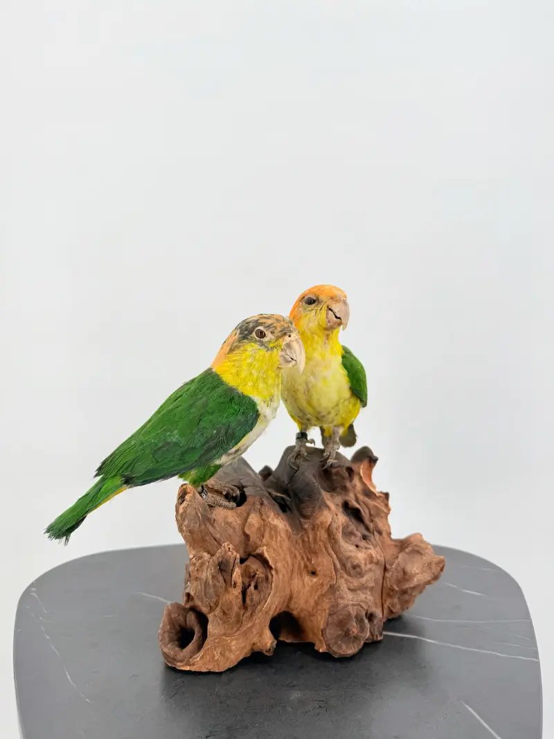 Zwartkop Caique Duo - Afbeelding 7