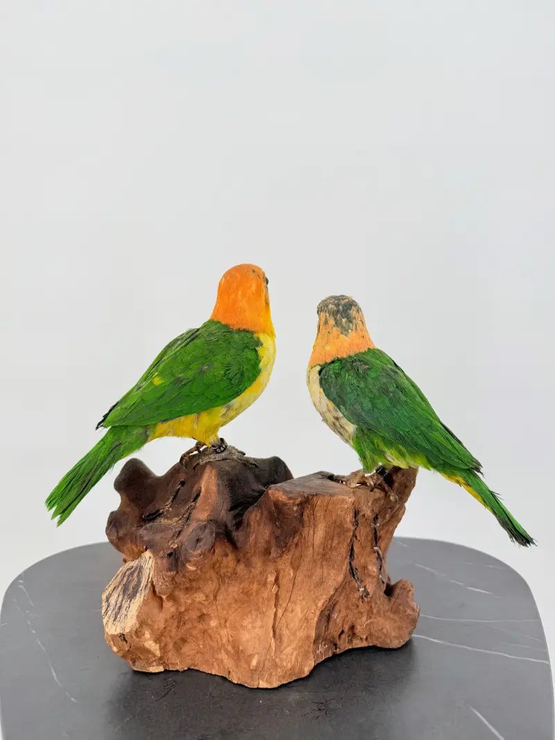 Zwartkop Caique Duo - Afbeelding 5