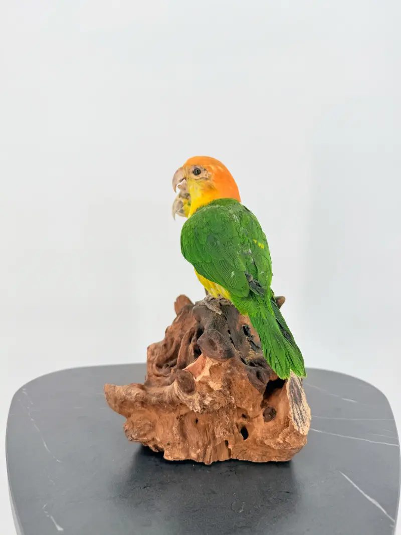 Zwartkop Caique Duo - Afbeelding 4