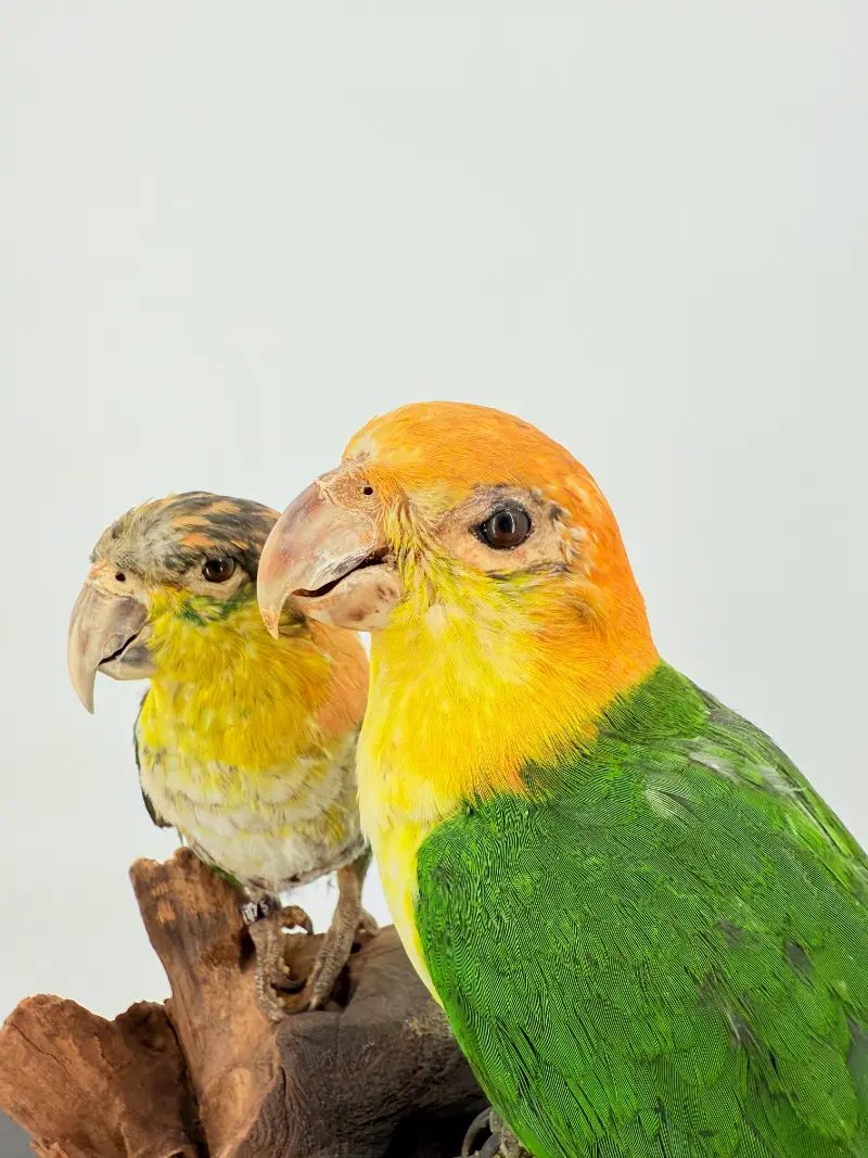 Zwartkop Caique Duo - Afbeelding 3