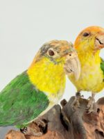 Duo witbuikcaiques op wortelhout – foto 2