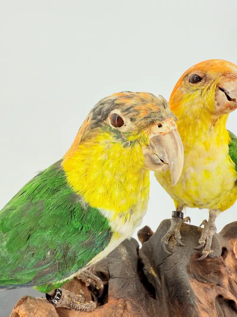 Zwartkop Caique Duo - Afbeelding 2