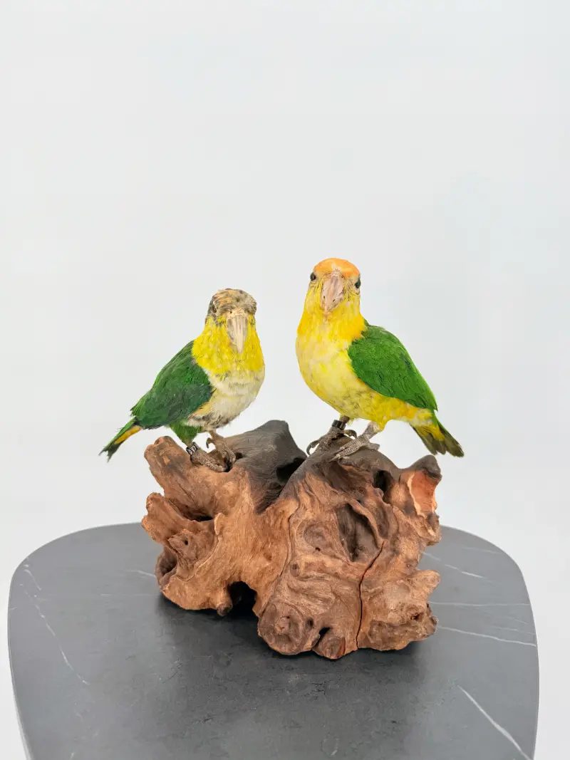 Zwartkop Caique Duo