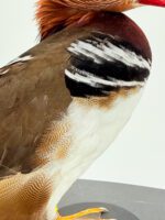 Mandarijneend man op sokkel - Afbeelding 8