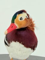 Mandarijneend man op sokkel - Afbeelding 10