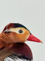 Mandarijneend man op sokkel - Afbeelding 3