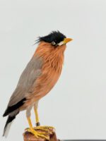 Brahmaanse spreeuw op houten sokkel – foto 6