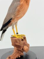 Brahmaanse spreeuw op houten sokkel – foto 7