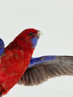Karmozijnrosella met gespreide vleugels - Afbeelding 9
