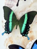 Papilio ulyssus en blumei onder stolp - Afbeelding 7