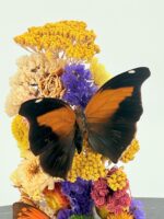 Duo vlinders op droogbloemen - Afbeelding 4