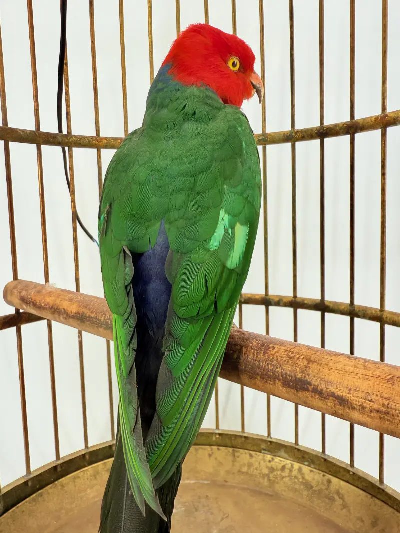 Australische koningsparkiet in kooi - Afbeelding 13