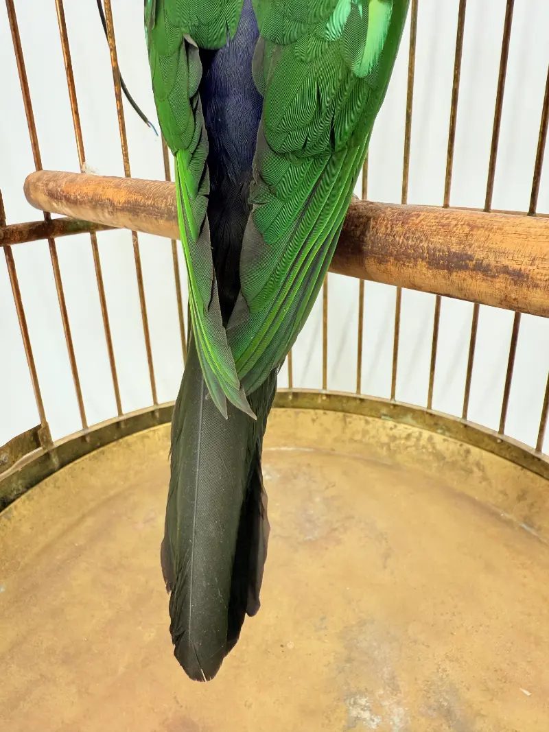 Australische koningsparkiet in kooi - Afbeelding 11