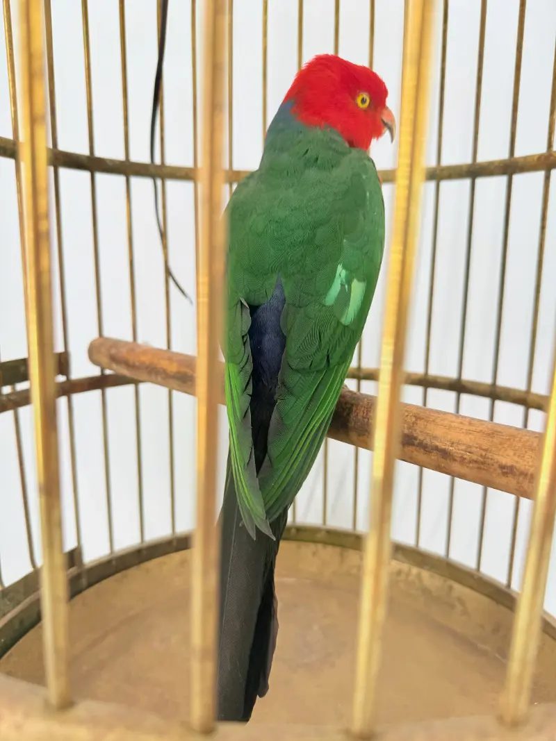 Australische koningsparkiet in kooi - Afbeelding 10