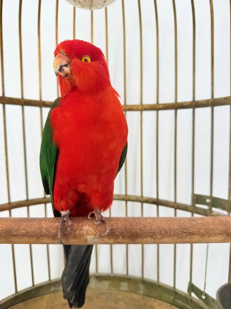 Australische koningsparkiet in kooi - Afbeelding 7