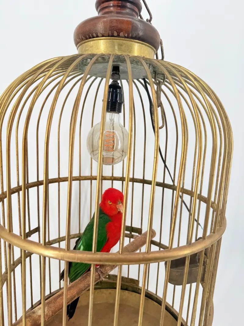 Australische koningsparkiet in kooi - Afbeelding 6