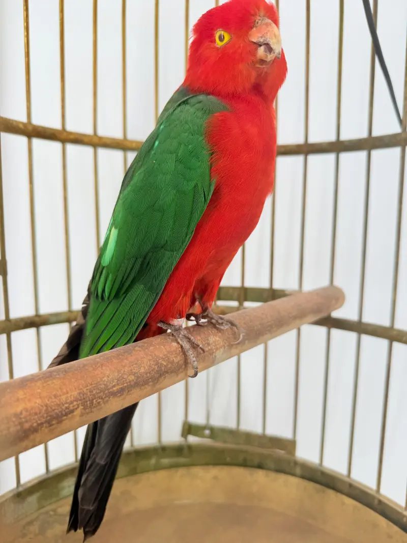 Australische koningsparkiet in kooi - Afbeelding 4