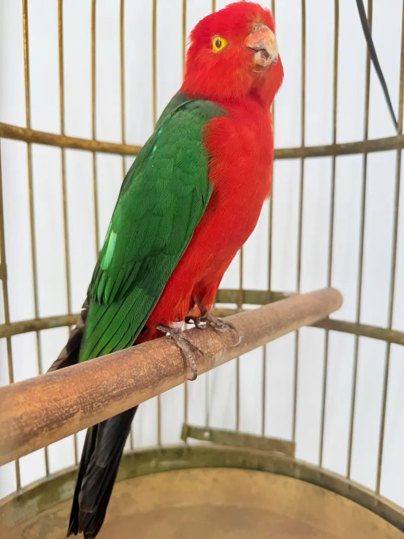 Australische koningsparkiet in kooi - Afbeelding 3