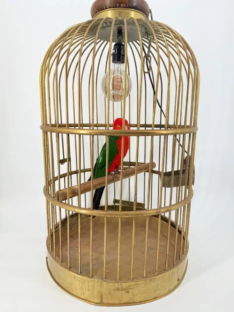 Australische koningsparkiet in kooi