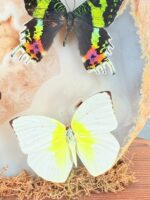 Agaatgeode met exotische vlinders – foto 11