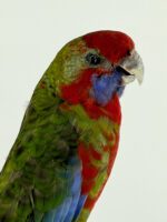 Karmozijnrosella op sierlijk wortelhout – foto 9