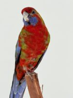 Karmozijnrosella op sierlijk wortelhout – foto 2