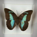 Turquoise bladvlinder in zwarte lijst