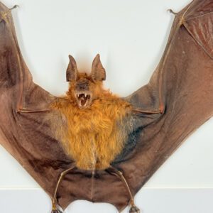 Opgezette Vleerhond in Lijst