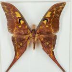 Atlasvlinder in lijst