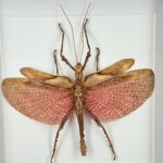 Roze sabelsprinkhaan in lijst