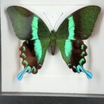 Groene pauwstaart Papilio blumei in lijst