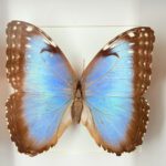 Blauwe morpho in lijst