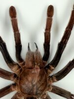 Goliathvogelspin (Theraphosa) in lijst - Afbeelding 2
