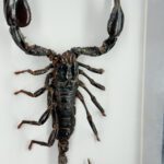 Opgezette Schorpioen in Lijst