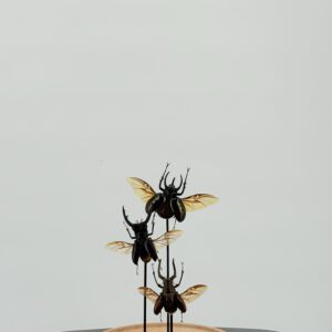 Herculeskevers Onder Stolp