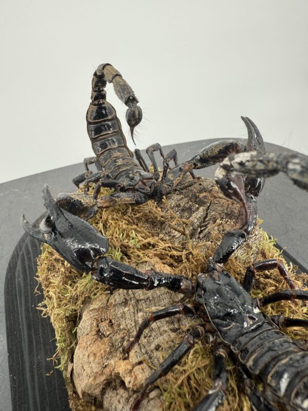 Keizerschorpioenen Onder Stolp