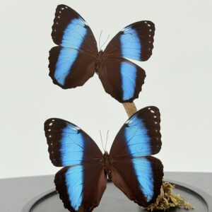 Blauwe Morpho in Stolp