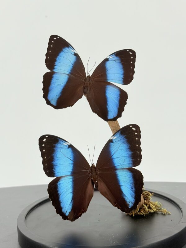 Blauwe Morpho in Stolp