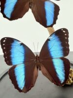 Dubbele Achilles-morpho op zwarte voet - Afbeelding 3