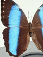 Dubbele Achilles-morpho op zwarte voet - Afbeelding 2