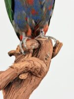 Taxidermie Koningsparkiet op houten stronk - Afbeelding 8