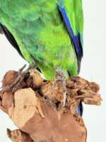 Australische ringnekparkiet ‘Twenty‑eight’ op hout - Afbeelding 10
