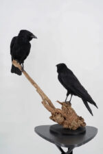 Raaf-duo op drijfhout taxidermie - Afbeelding 13