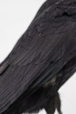 Raaf-duo op drijfhout taxidermie - Afbeelding 4