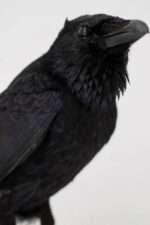 Raaf-duo op drijfhout taxidermie - Afbeelding 3