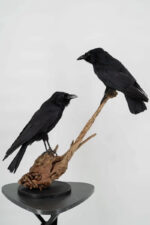 Raaf-duo op drijfhout taxidermie - Afbeelding 2