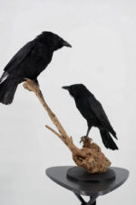 Raaf-duo op drijfhout taxidermie - Afbeelding 12