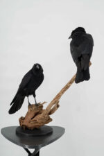 Raaf-duo op drijfhout taxidermie - Afbeelding 11