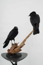Raaf-duo op drijfhout taxidermie - Afbeelding 10