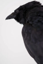 Raaf-duo op drijfhout taxidermie - Afbeelding 9